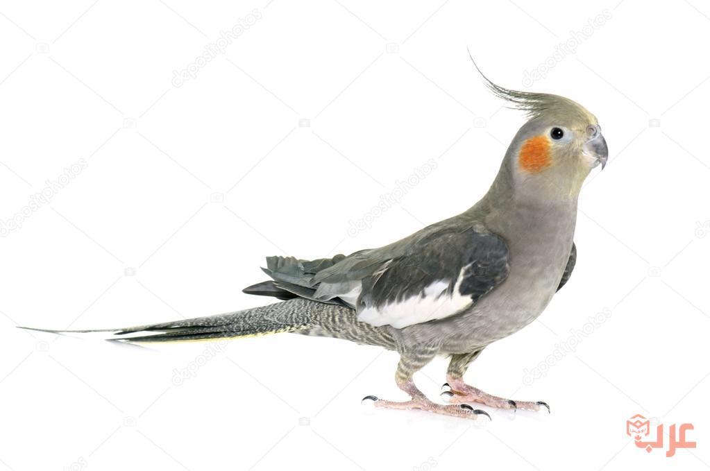 طائر الكروان ومعلومات عن طائر الكوكتيل