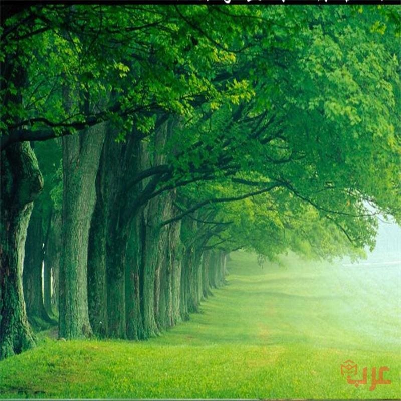 https://www.arab-box.com/the-green-forest-in-a-dream/