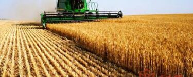 تفسير حلم حصاد القمح في المنام