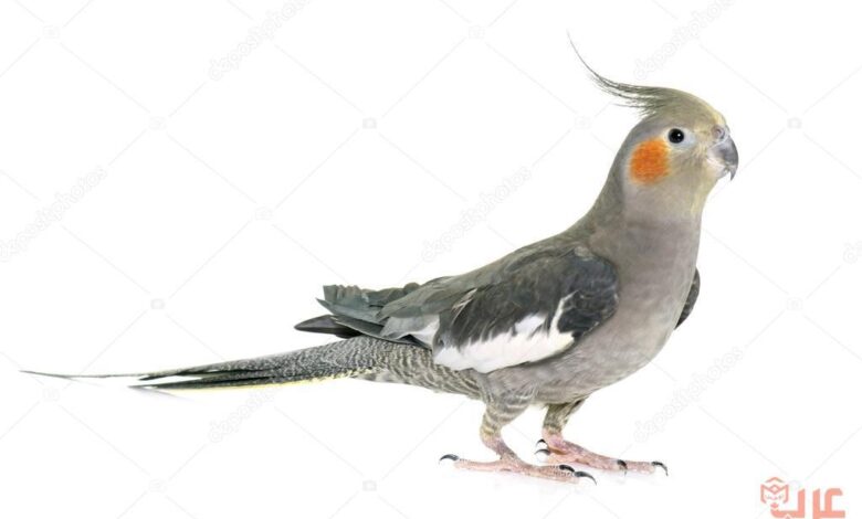 طائر الكروان ومعلومات عن طائر الكوكتيل