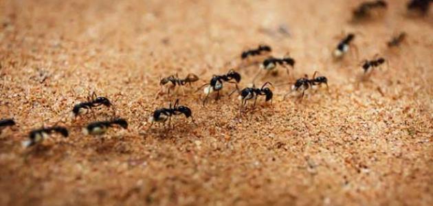 تفسير حلم رؤية النمل في المنام لابن سيرين