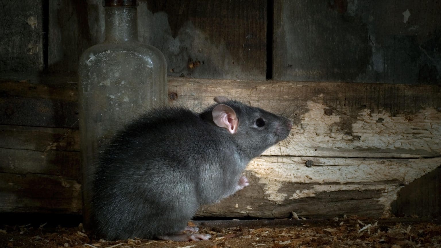 تفسير رؤية الفأر الأسود في البيت في المنام