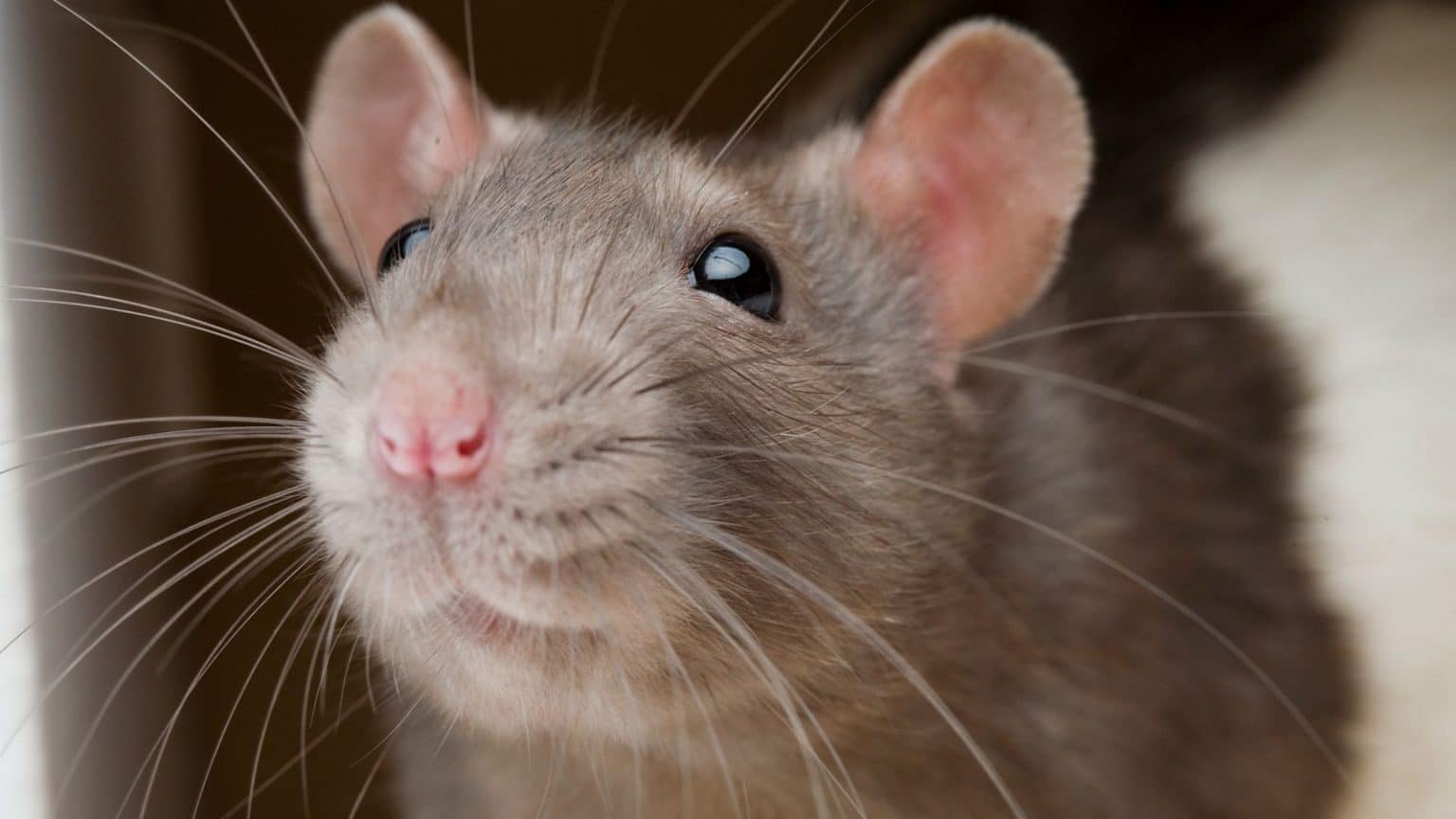 تفسير رؤية الفئران في المنام لابن سيرين
