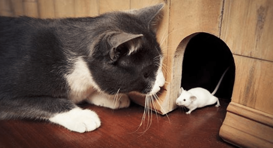 تفسير رؤية القطط والفئران في المنام لابن سيرين