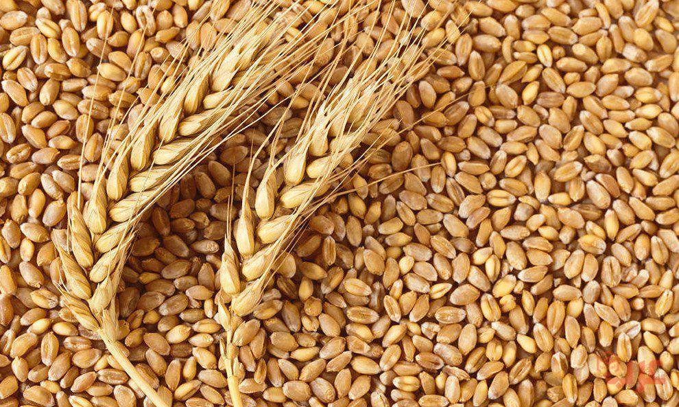 تفسير رؤية حبوب القمح في المنام