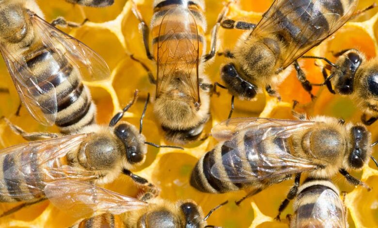 تفسير حلم النحل في المنام لابن شاهين