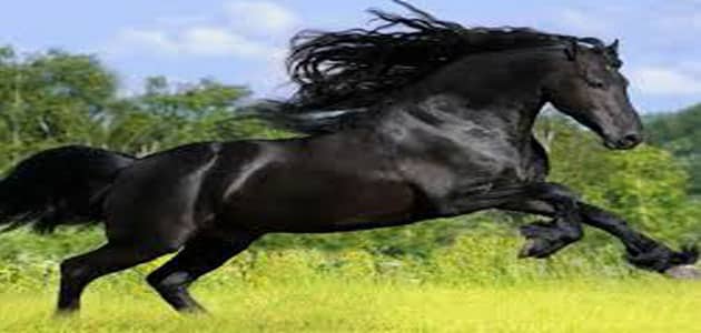 تفسير حلم الحصان الأسود في المنام