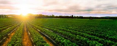 دراسة جدوى زراعة فدان الفول البلدي 2021