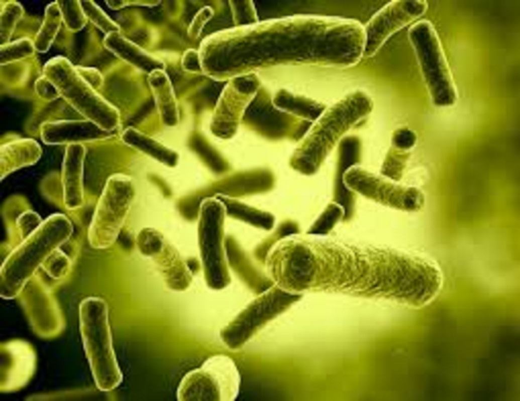 أين تباع البكتيريا النافعة؟ وما هي؟ ولماذا نبحث عن البكتيريا النافعة؟
