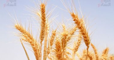 واردات مصر من القمح ترتفع إلى 243 مليون دولار مايو الماضى